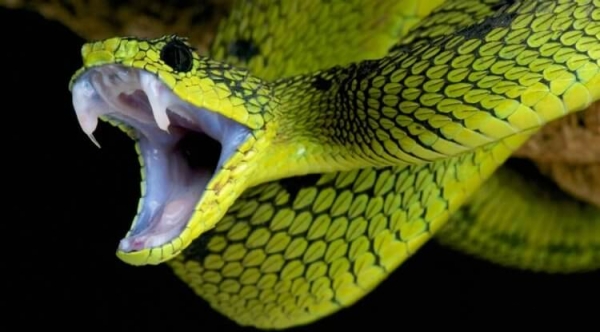 Ядовитые змеи будут чаще кусать людей — этому есть весомая причина - Hi-News.ru