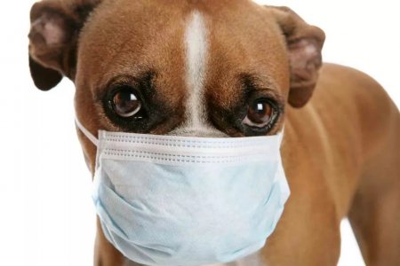 Новый собачий грипп может быть заразен и опасен для людей