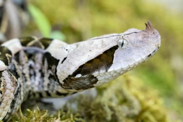 5 удивительных фактов о габонской гадюке — змее с самыми длинными клыками - Hi-News.ru