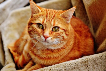 Учёные изобрели вакцину, которая позволит аллергикам завести дома кошку