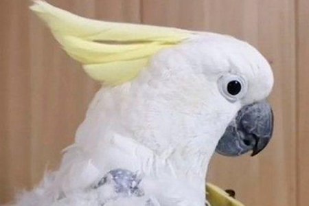 Московские врачи спасли попугая-неврастеника