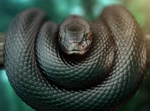 Самая быстрая змея в мире — она может догнать любого, а яд убивает в 100% случаев - Hi-News.ru