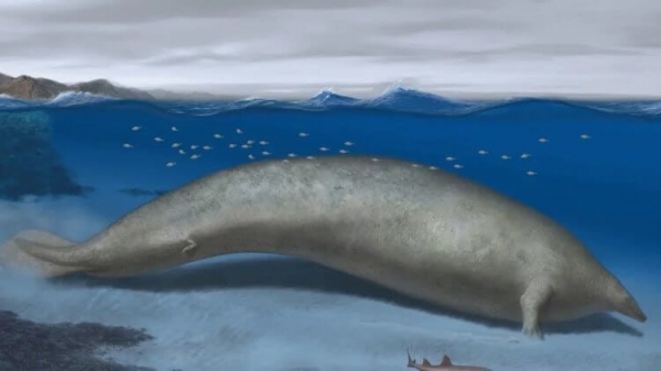 Найдены останки древнего гиганта массой 180 тонн — синий кит больше не самое крупное животное? - Hi-News.ru