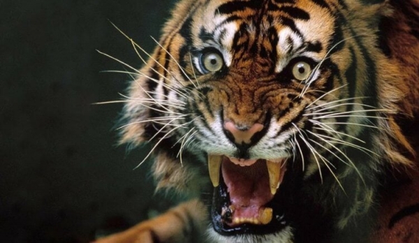 В Индии тигрица убила 436 человек — больше, чем любой серийный убийца - Hi-News.ru