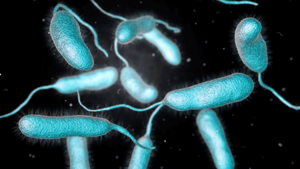В США распространяются плотоядные бактерии, от которых погибли уже 5 человек - Hi-News.ru