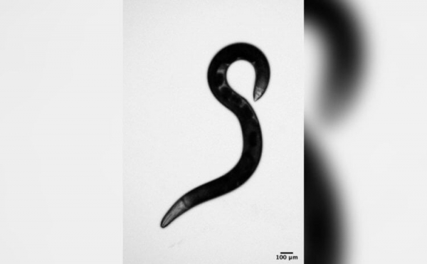 Эти черви умеют отращивать три вида рта и заниматься каннибализмом - Hi-News.ru