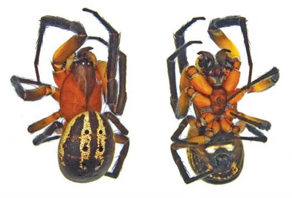 В Австралии открыт новый вид пауков — его назвали в честь жуткого злодея - Hi-News.ru