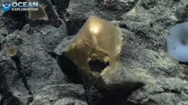 В водах Аляски найдено загадочное «золотое яйцо» - Hi-News.ru