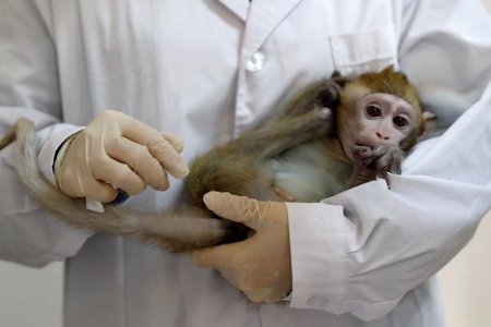Новая вакцина вылечила обезьян с COVID-19