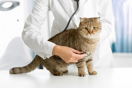 В США прекратят медицинские эксперименты на кошках