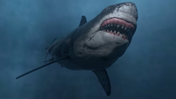 В каких морях и на каких курортах мира водятся акулы, убивающие туристов - Hi-News.ru