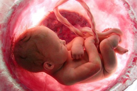 Учёные создали в лаборатории эмбрион-химеру человека и обезьяны