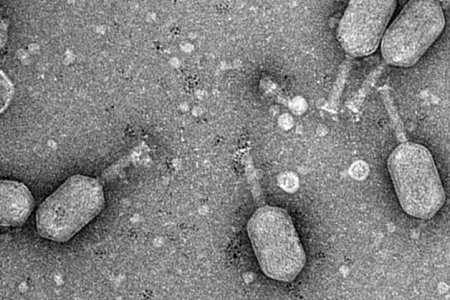 Учёные впервые вылечили микобактериальную инфекцию с помощью бактериофагов