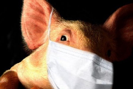 В Китае обнаружен новый штамм вируса свиного гриппа