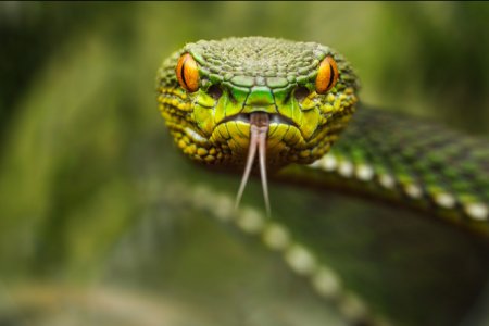 Ежегодно от змеиных укусов умирают более 130 тысяч человек