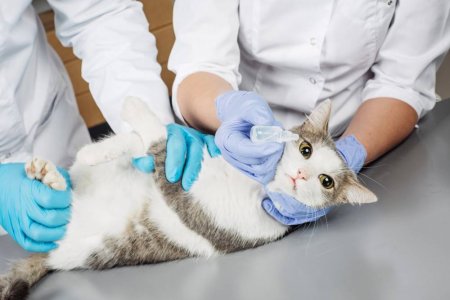 Учёные из США заразили кошек коронавирусом