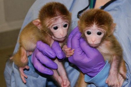 Учёные создали в лаборатории эмбрион-химеру человека и обезьяны
