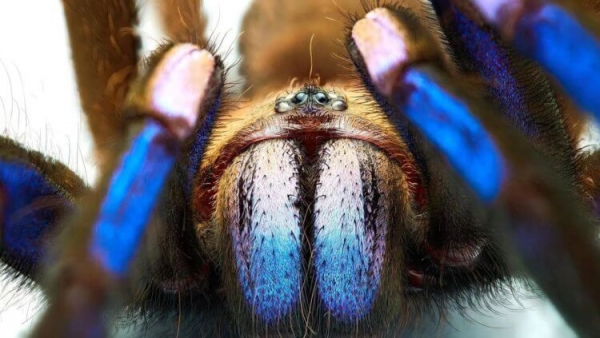 В Таиланде живут пауки, которые «светятся электричеством» - Hi-News.ru