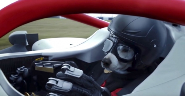 Клип на песню для «Ф-1» номинирован на Грэмми: там собака за рулем болида, ее готовят в пилоты космолета