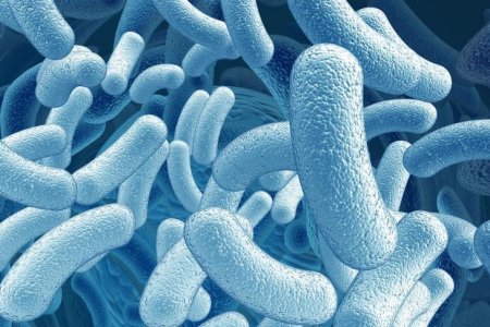 Кишечные бактерии могут вызывать хронические боли