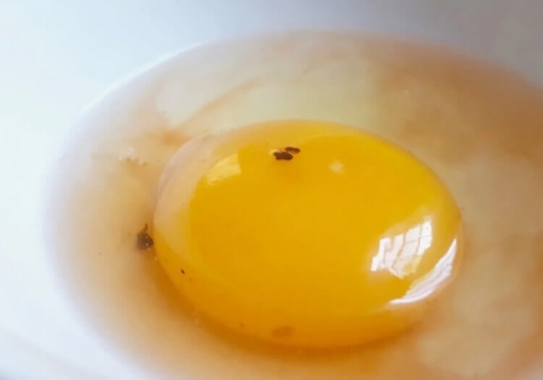 Насколько опасны красные и коричневые пятна в куриных яйцах - Hi-News.ru