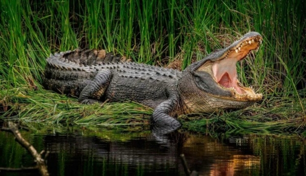 Самый кровожадный крокодил в мире — он рвет на части бегемотов и нападает на плачущих детей - Hi-News.ru