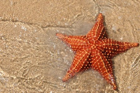 Человеческий «гормон любви» делает морских звёзд голодными
