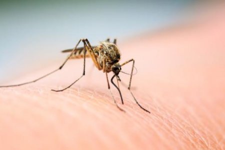 Учёные: комары выбирают людей с «вкусной» группой крови