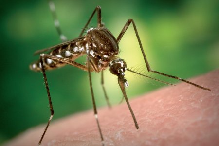 В Россию летят комары, зараженные смертельно опасными вирусами