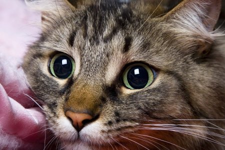 «Прижимался к левой груди»: женщина уверенна, что кот предупреждал ее о раке