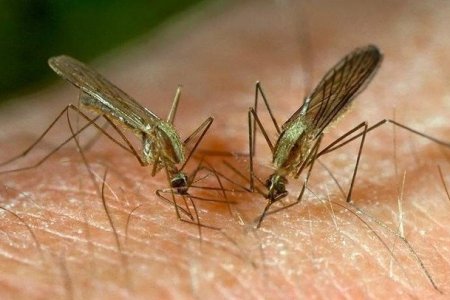 Как комары выбирают, кого укусить: биолог