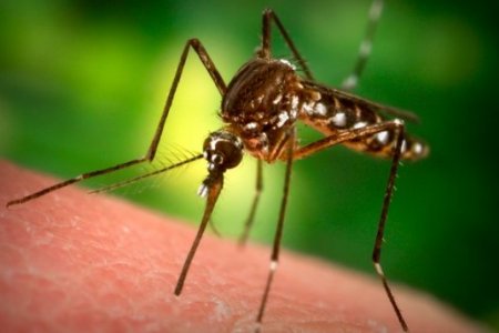 Учёные: комары выбирают людей с «вкусной» группой крови
