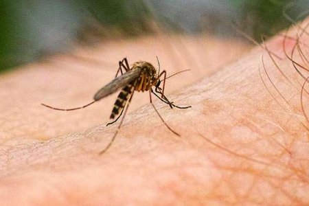 Каждый шестой россиянин уверен, что комары переносят ВИЧ